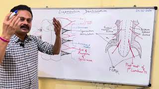 LIGAMENTUM DENTICULATUM [upl. by Aimek644]