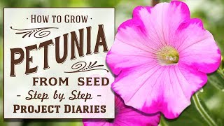 ★ How to Grow Petunia from Seed in Containers A Complete Step by Step Guide [upl. by Tris610]