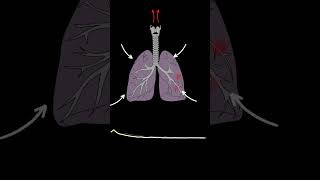 Lung Sounds Quiz  Normal and Abnormal lung sounds types respiratory [upl. by Hedva]