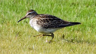 Pectoral Sandpiper  Graubruststrandläufer  Calidris melanotosout  feeding [upl. by Annaul]