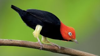 Birds Moonwalk Red Capped Manakin Moonwalk Dance [upl. by Vokaay]