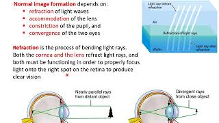 physiology of vision [upl. by Ethelinda]