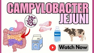 Campylobacter jejuni Insights into Pathogenesis amp Virulence Factors  Microbiology 101 Animation [upl. by Wash]