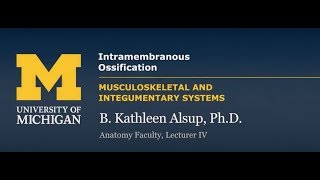 Skeletal System Intramembranous Ossification [upl. by Emyaj434]