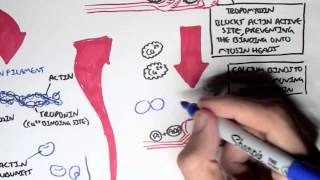 Myology  Skeletal Muscle Sarcomere Myosin and Actin [upl. by Celtic185]