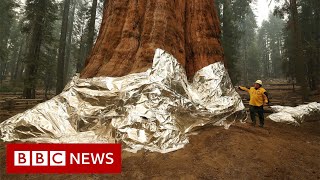 Race to save California’s sequoia trees from wildfires and extreme drought  BBC News [upl. by Keane]