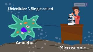 7th CBSE Feeding amp digestion Nutrition in Amoeba [upl. by Samantha948]