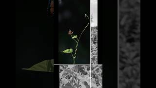 Lightroom edited leaf giant granadilla leaf shorts viralvideo trending nature [upl. by Enner]