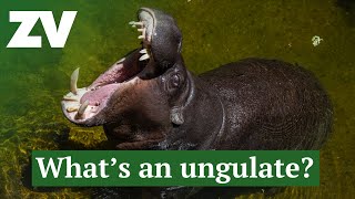 What is an Ungulate [upl. by Ahsinroc]