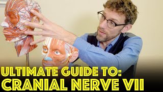 Cranial Nerve VII  The Facial Nerve  Ultimate Guide to Cranial Nerve Examination [upl. by Llenram731]