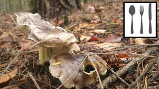 Gąska niekształtna Tricholoma portentosum Mszana 19102016 [upl. by Esenahs191]