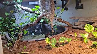 Custom Caiman Enclosure With Live Vegetation shorts new trending subscribe reels vlog best [upl. by Llerrem248]