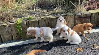 Cavachon Puppies [upl. by Jaban]