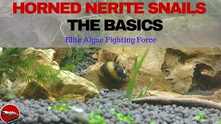 Horned Nerite Snails  The Basics [upl. by Crescen489]