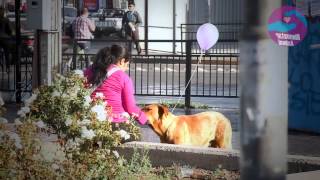 LATINZOO quotLA EXPO VETERINARIA LATINAquot Presenta 1er Foro Latino de Bienestar Animal [upl. by Grissel]