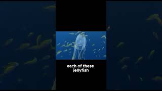 The Deadly Box Jellyfish Natures Silent Killer [upl. by Cynar]