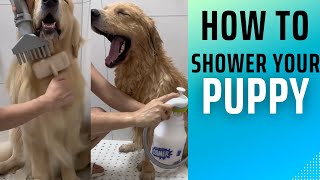 How to shower your dog 🥰 doglover puppy [upl. by Nallek657]