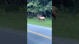 Big Bull Rutting in Traffic shorts shortsvideo [upl. by Darline]