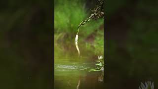 Battle of The Dragon nature dragonfish arwana [upl. by Darn]