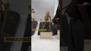 INDIAN MUSEUM KOLKTA  MUSEUM  museum viralvideo ytshorts [upl. by Nipahc]