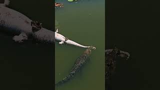 Crocodile eating other crocodile shorts wow rear videos [upl. by Eceinal]