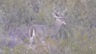 Coues Whitetailed Deer Buck near the San Pedro River in Cochise County Arizona Sept 2013 [upl. by Eeladnerb]