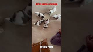 oddanchatram dindigul palani madurai dharapuram pollachi coimbatore Shitzu Puppies available [upl. by Elsie]