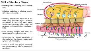 Cranial Nerve I  Olfactory Nerve  Origin Structure Function and Testing [upl. by Leverett]