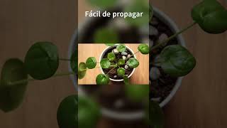 Pilea peperomioides [upl. by Gwenneth]