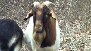 Billy goat making funny sound [upl. by Leeban]