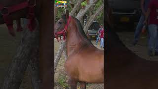 Cabalgata en Rio Frio 🐴😍 COLOMBIA [upl. by Puff]