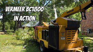 Vermeer Tree Chipper BC1800 In Action [upl. by Bridgid]