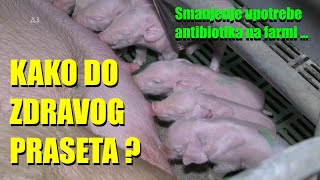 KAKO DO ZDRAVOG PRASETA  šta UMESTO ANTIBIOTIKA trikovi na FARMI odgoj PRASADI  dezinfekcija [upl. by Ymereg888]