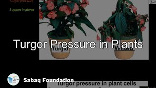 Turgor Pressure in Plants Biology Lecture  Sabaqpk [upl. by Syman]