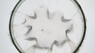 Homemade Bioplastic  testing agar water resistance [upl. by Zippel319]