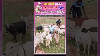 Mini cows Goshala video farming animals india youtube dance viral trending [upl. by Assena]