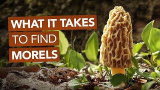 What It Takes To Find Morel Mushrooms [upl. by Atsirak]