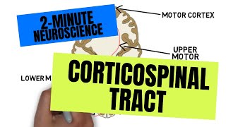 2Minute Neuroscience Corticospinal Tract [upl. by Pfaff]