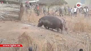 L’hippopotame qui semait la panique à Kédougou abattu par un chasseur [upl. by Nitsrik688]