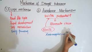 Machanism of drought tolerancePlant stress physiologyBsc and MSc botany topic [upl. by Clyve76]