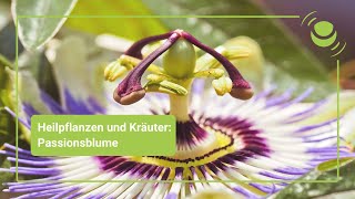 Passionsblume – Alles was du über ihre Wirkung wissen solltest [upl. by Oalsecnew]