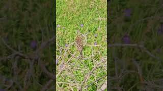 Yellowhammer Emberiza citrinella Овсянка  Bird watching Samsung Galaxy S23 Ultra 4k 60fps birds [upl. by Meesaw]