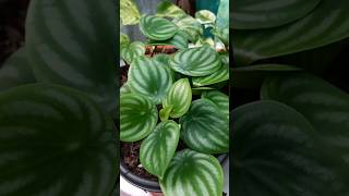 peperomiawatermelon peperomia plants plantslovers shorts ytshort ytshorts [upl. by Skurnik]