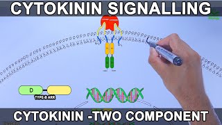 Cytokinin Signalling Pathway [upl. by Letsyrhc]