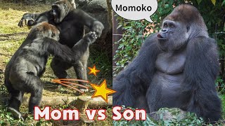 Dont underestimate the strength of your mom Haoko hoots to Momoko｜Gorillas｜UENO ZOO｜ゴリラの母は強い｜上野動物園 [upl. by Ydneh]