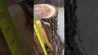 Beautiful cedar stump cedarwood woodworking [upl. by Odicalp444]