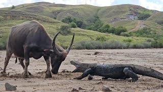 😲😲Komodo vs big buffalo😲😲 [upl. by Branscum]