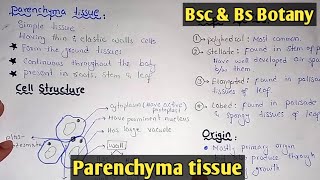 Parenchyma Tissue Structure And Functions  Parenchyma Types  Class Bsc Botany [upl. by Zachariah]