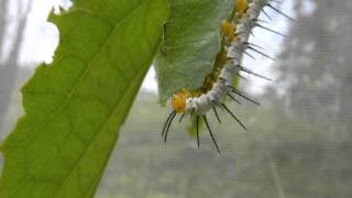 Larve de papillon Heliconius hecale [upl. by Norreg]