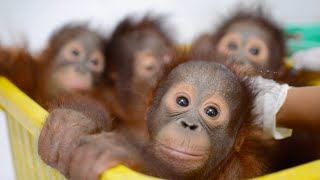 Baby Orangutan Bedtime at the BOS Nyaru Menteng Baby House [upl. by Elleret]